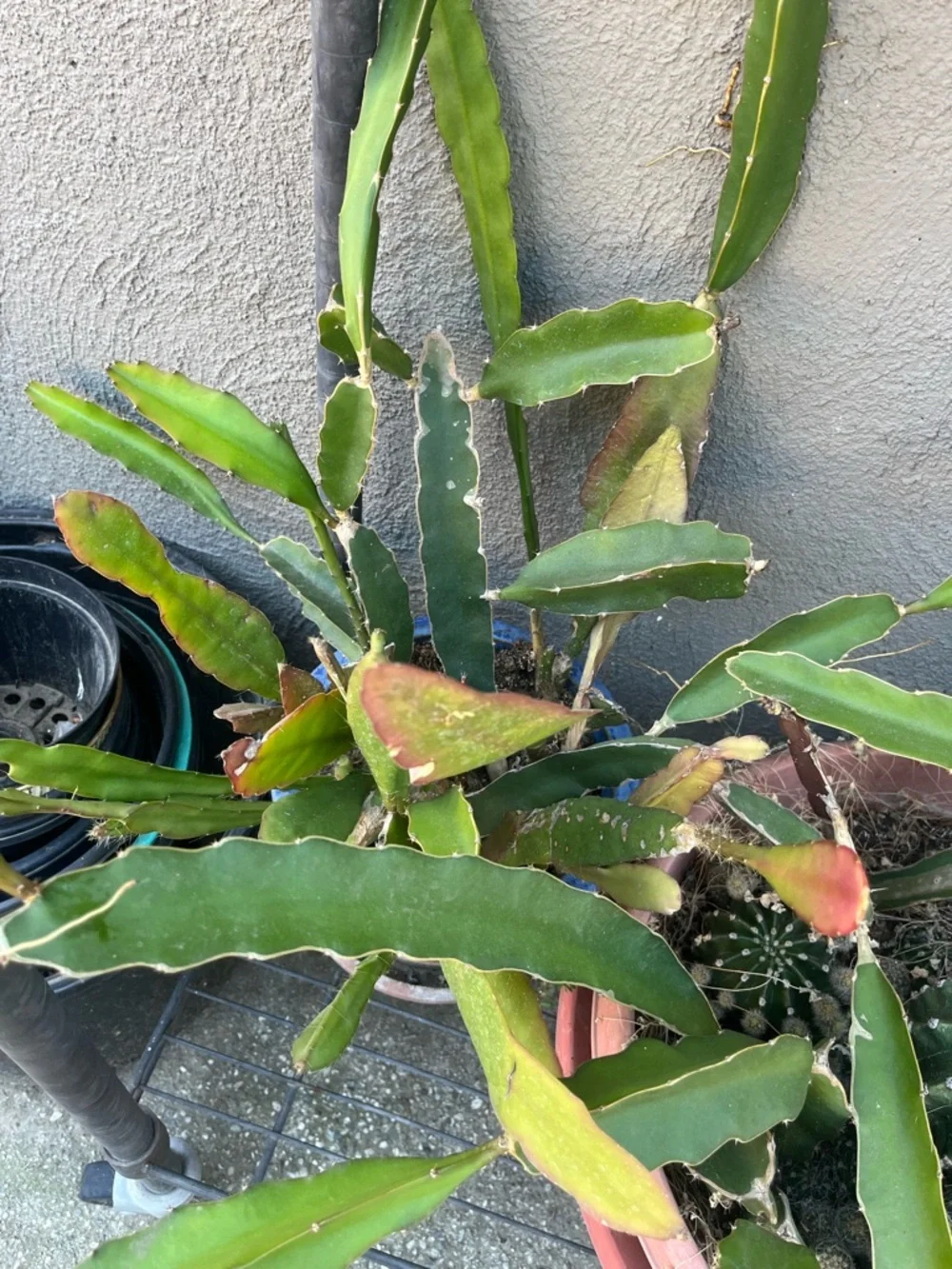 N/A healthy dragon